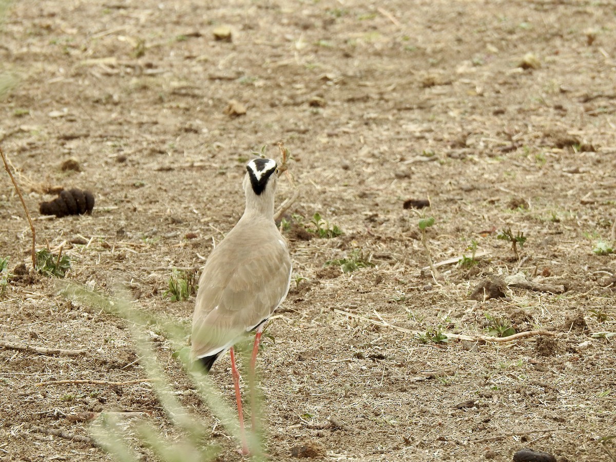 קיווית כיפה - ML646894450