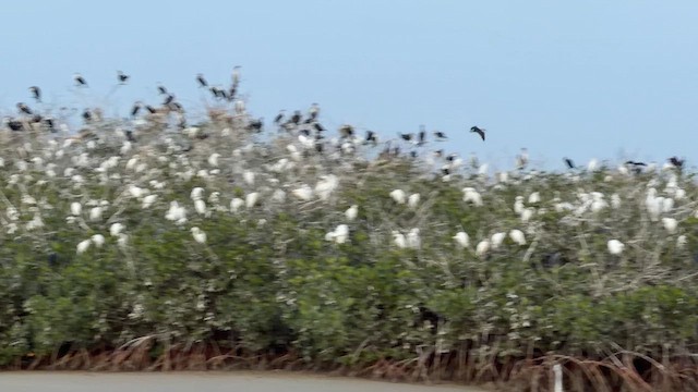 Western Cattle-Egret - ML646894451