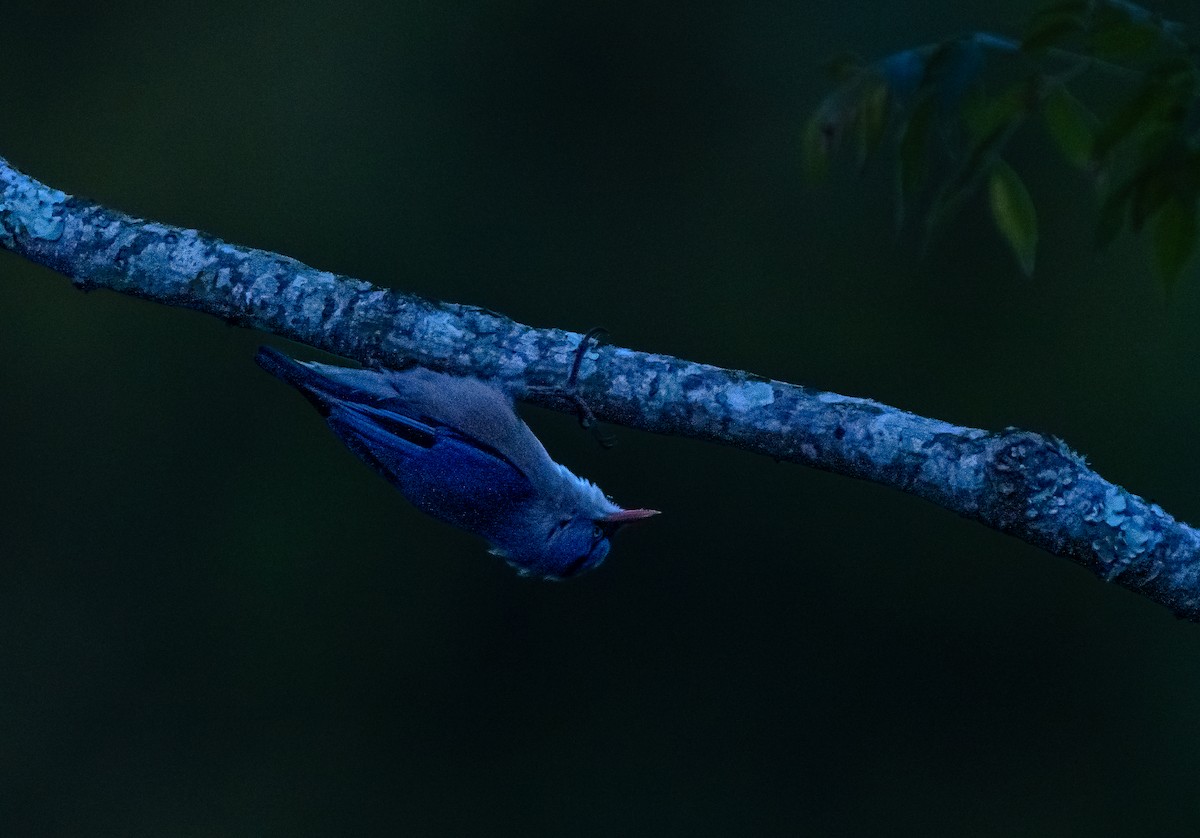 Velvet-fronted Nuthatch - ML646894452