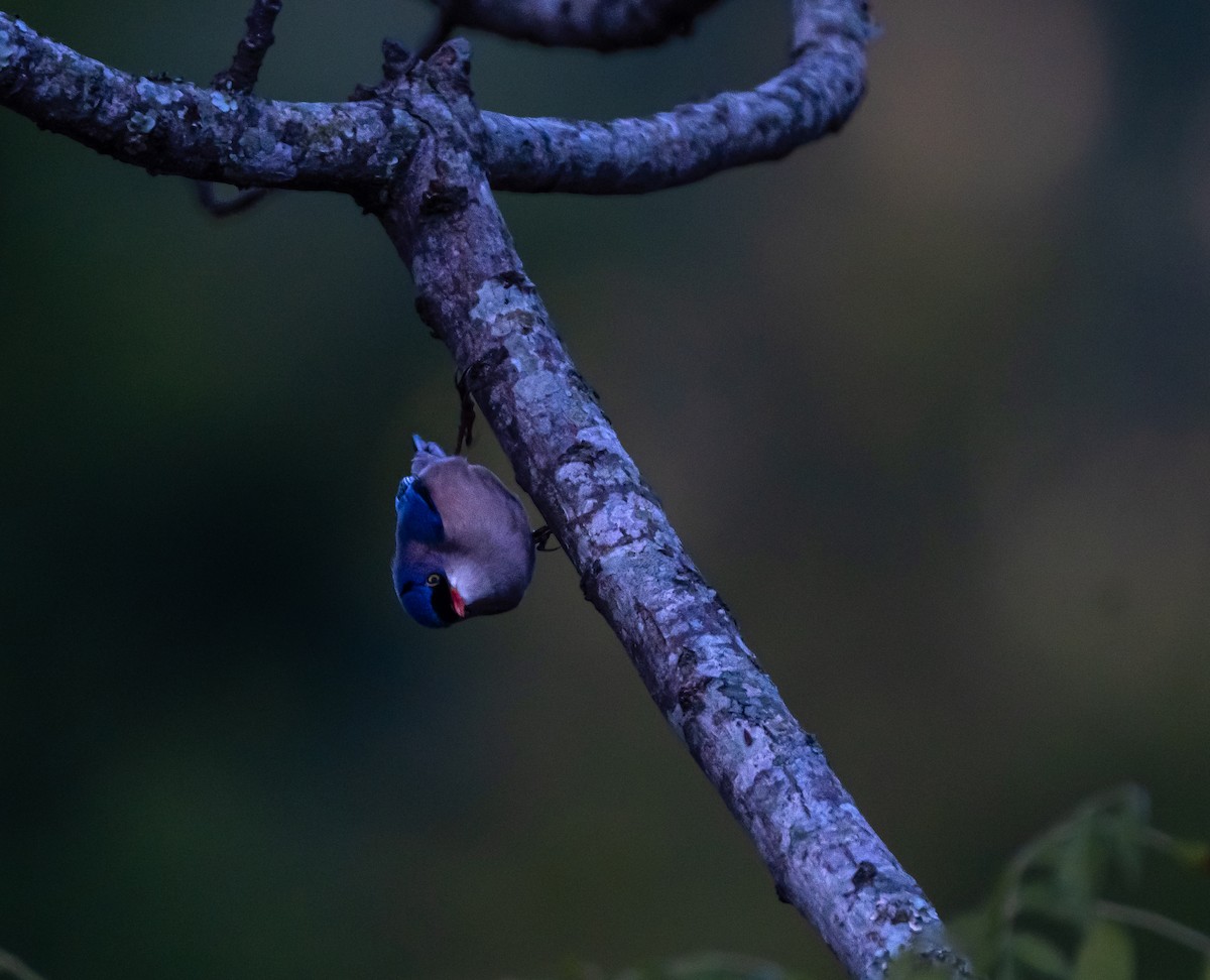 Velvet-fronted Nuthatch - ML646894453