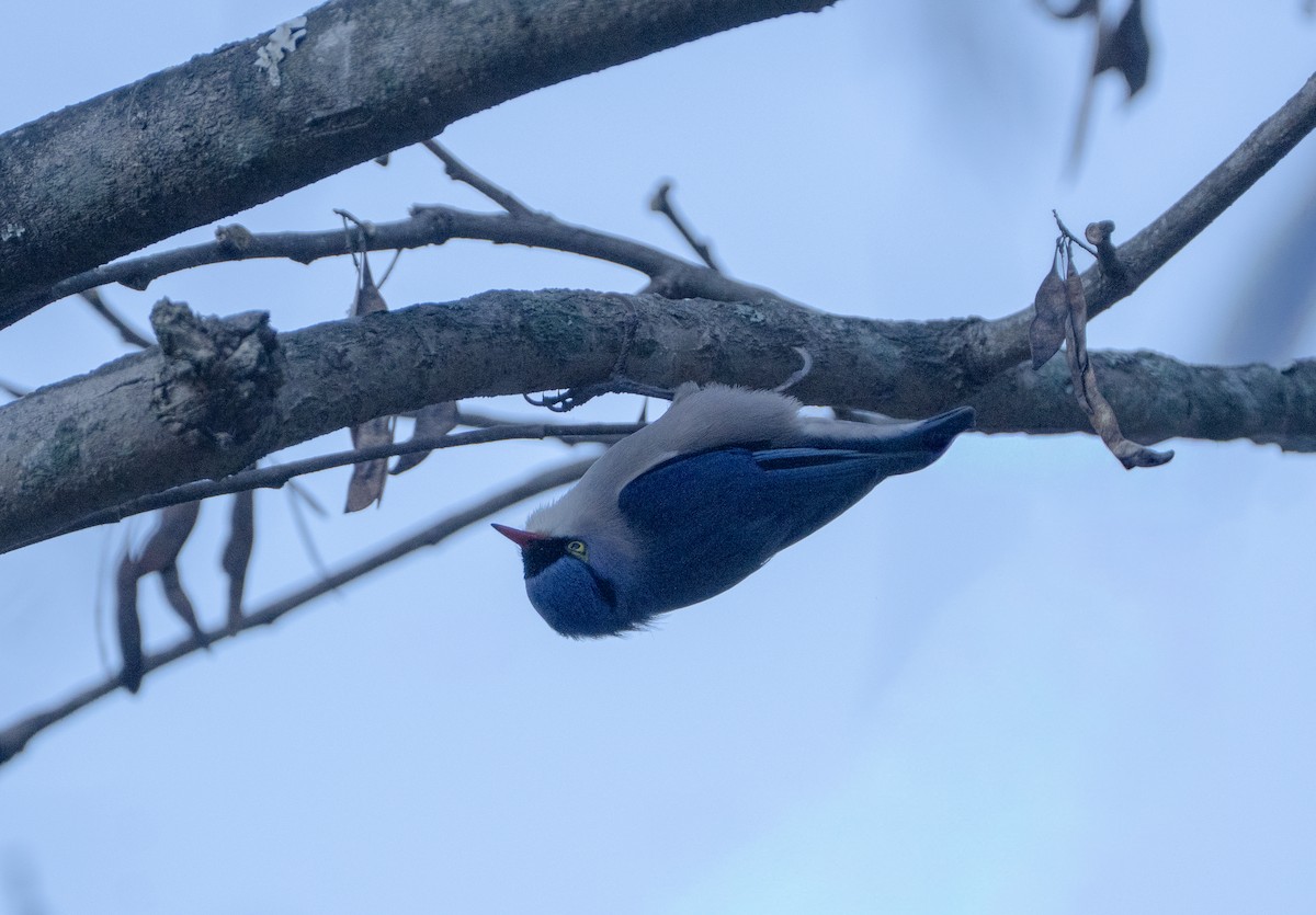 Velvet-fronted Nuthatch - ML646894454