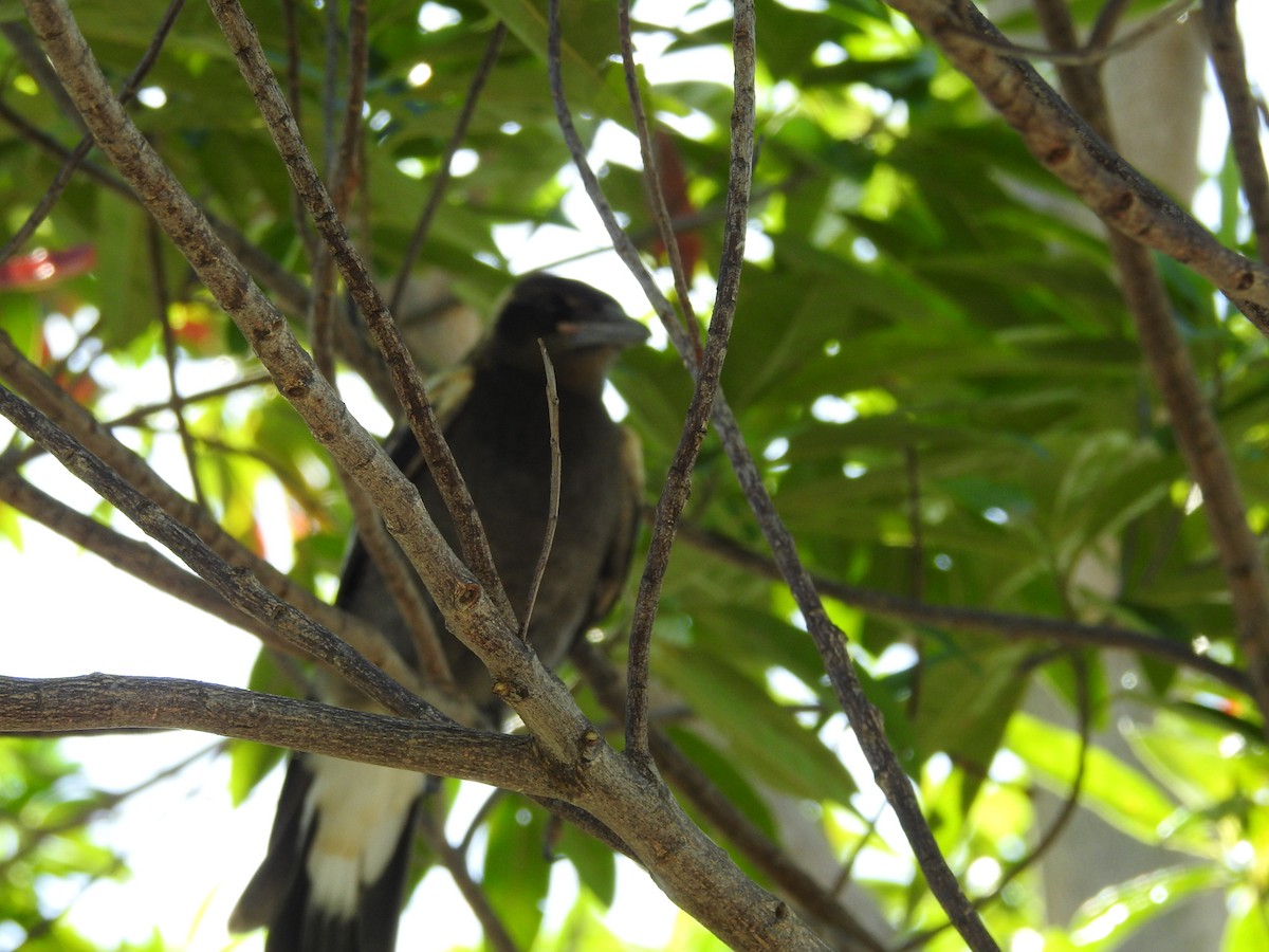Australian Magpie - ML646894455
