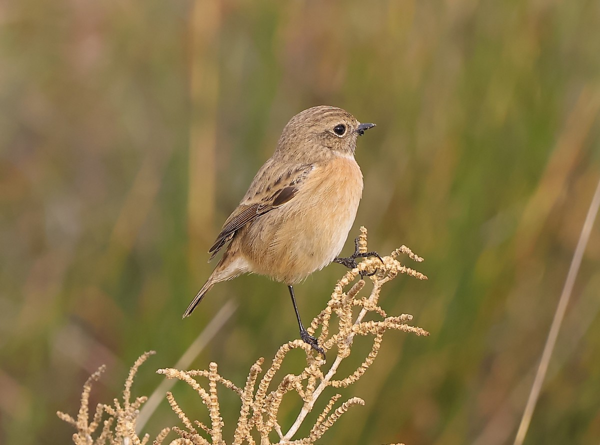 European Stonechat - ML646894456
