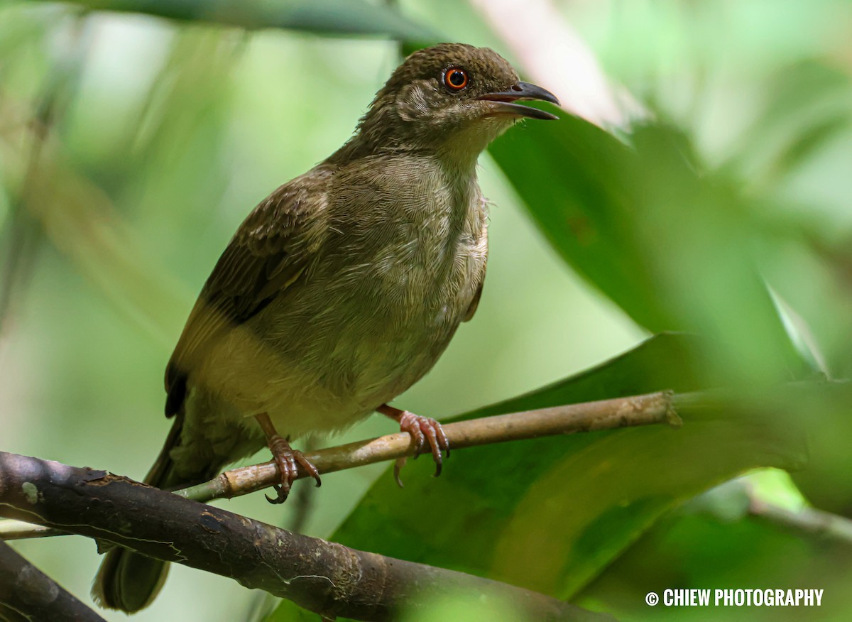 Red-eyed Bulbul - ML646894459