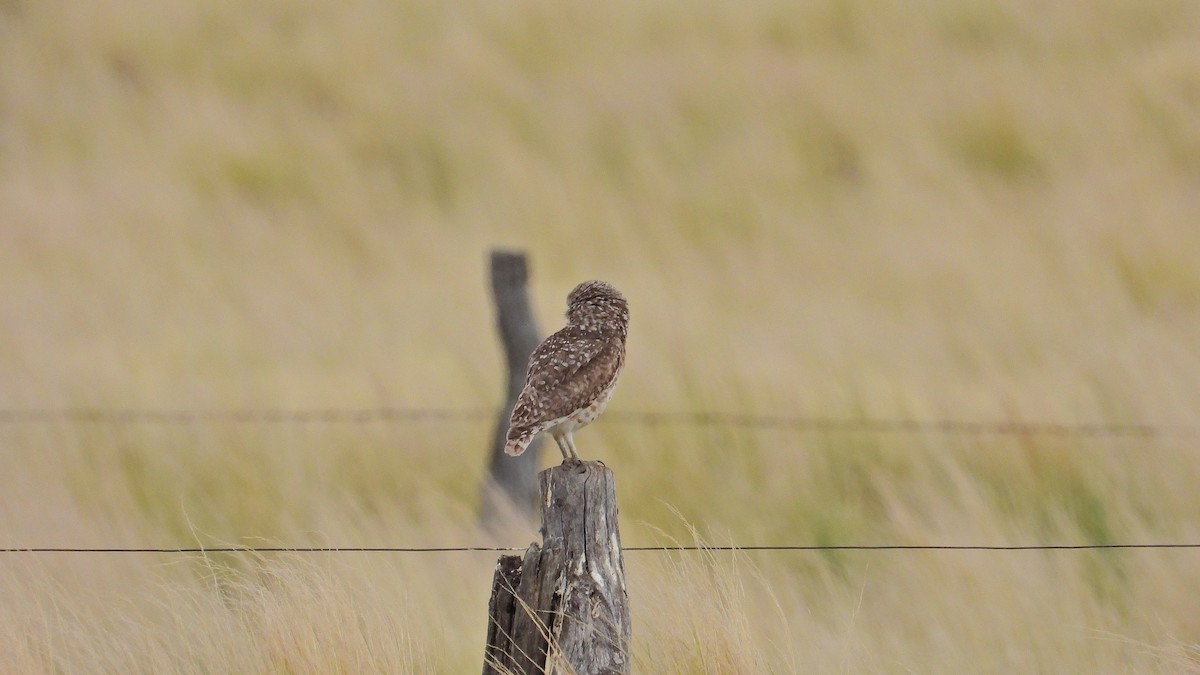 Kaninchenkauz - ML646894461