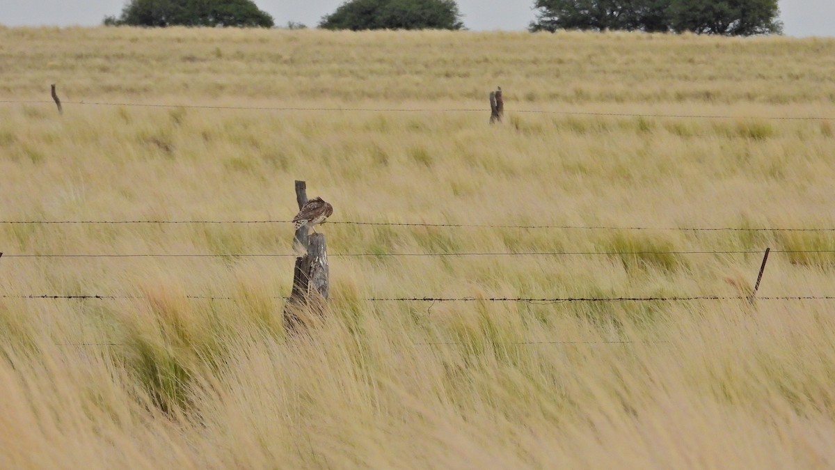 Kaninchenkauz - ML646894462