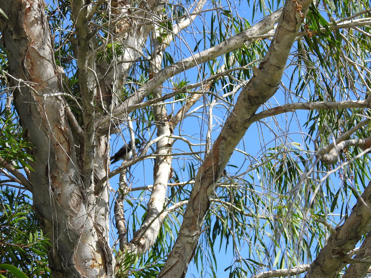 Willie-wagtail - ML646894463