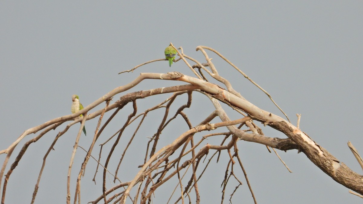 Mönchssittich - ML646894468