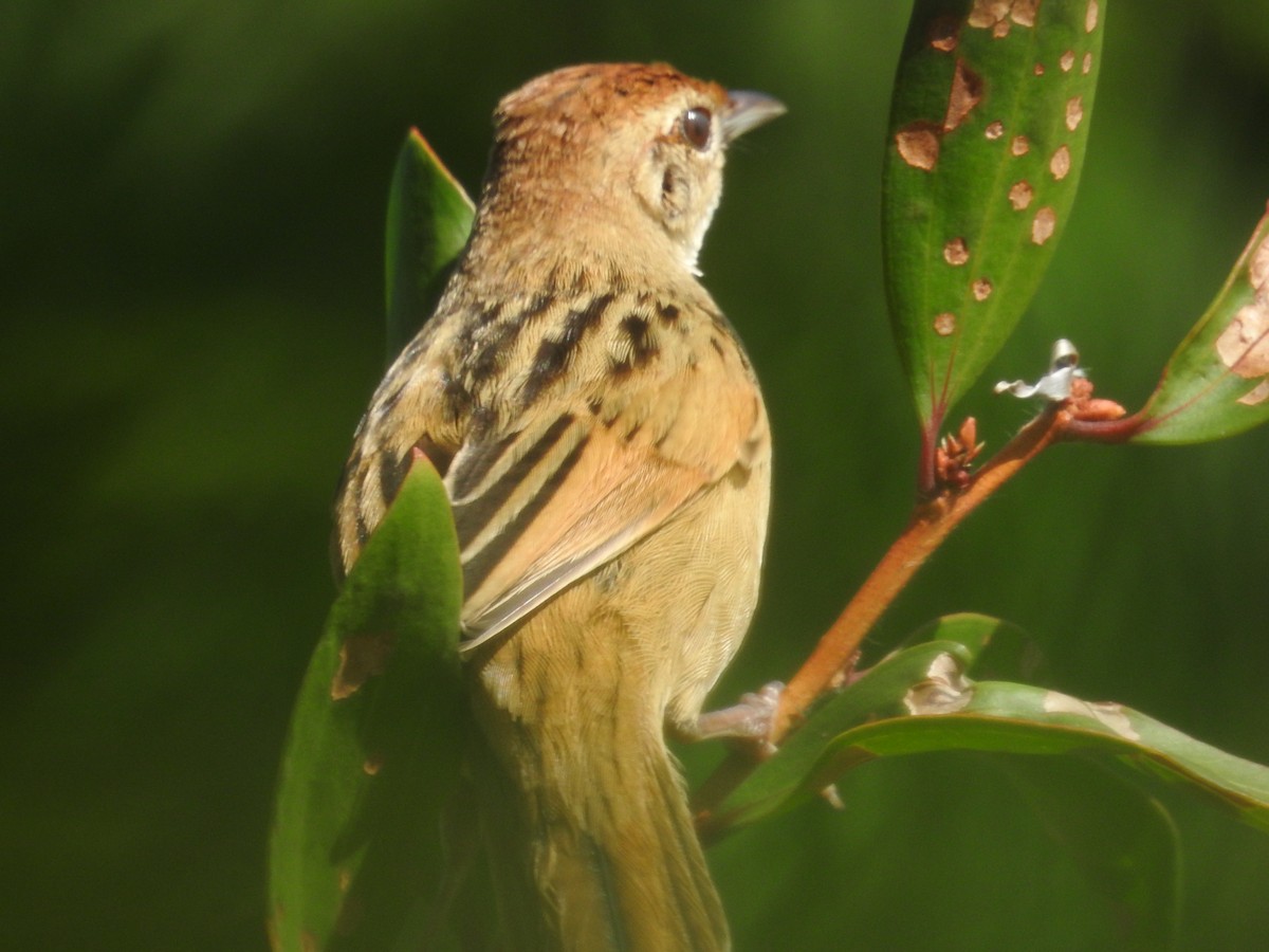 黃頭扇尾鶯 - ML646894470