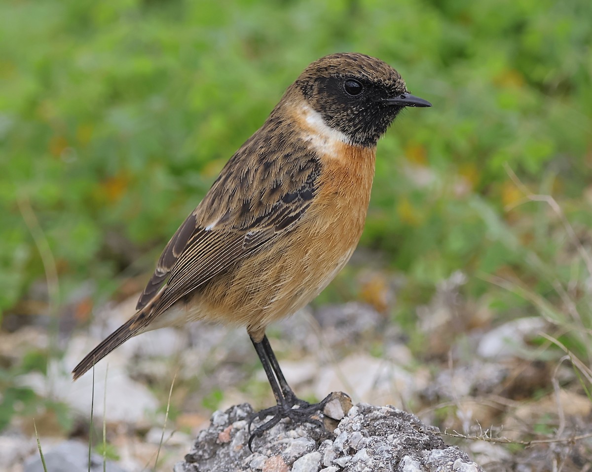 European Stonechat - ML646894471