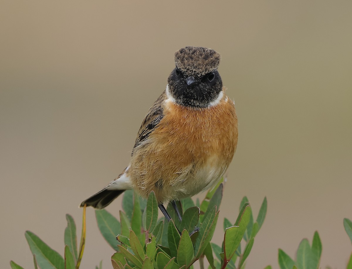 European Stonechat - ML646894472