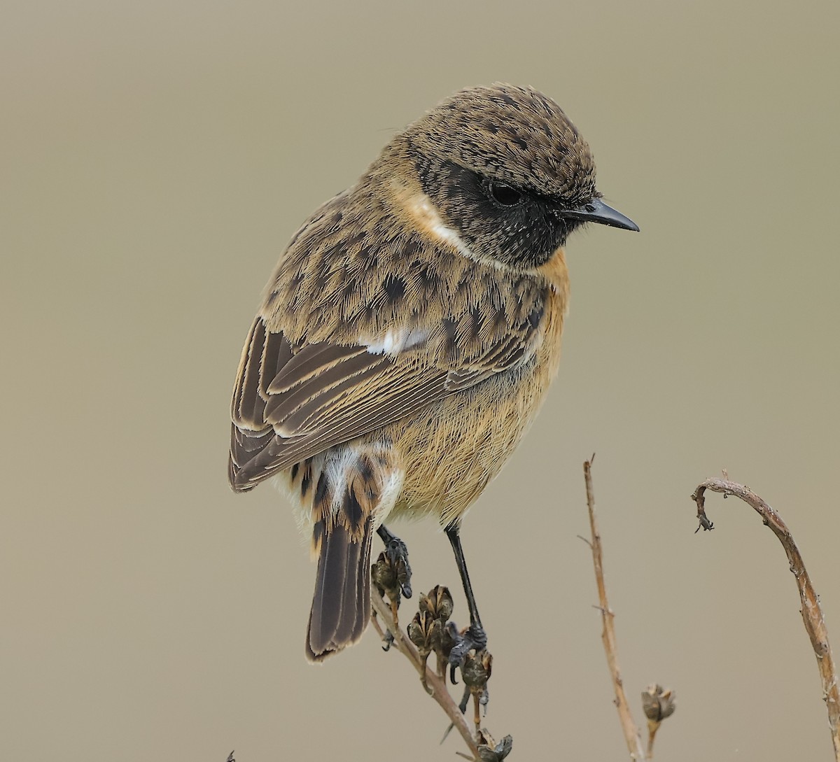 European Stonechat - ML646894473