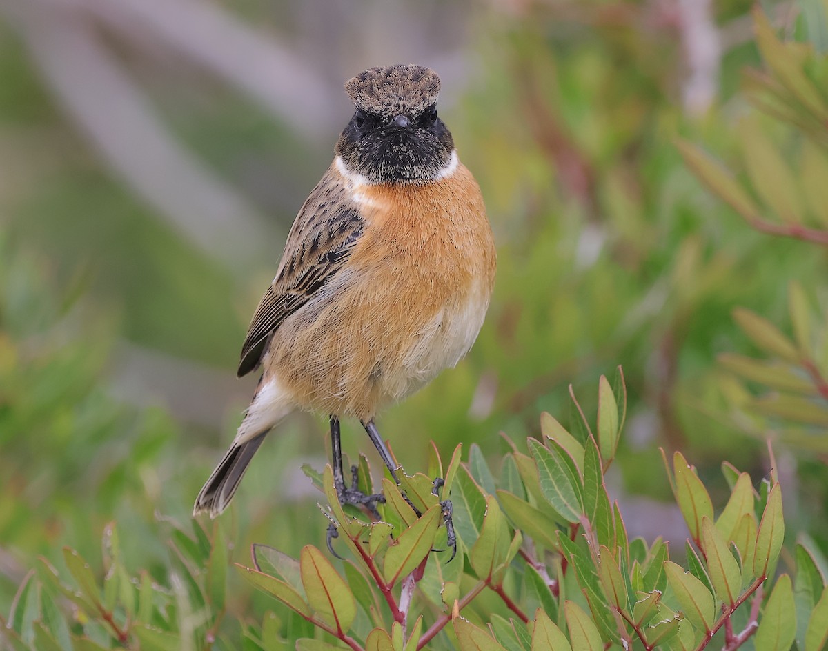 European Stonechat - ML646894474