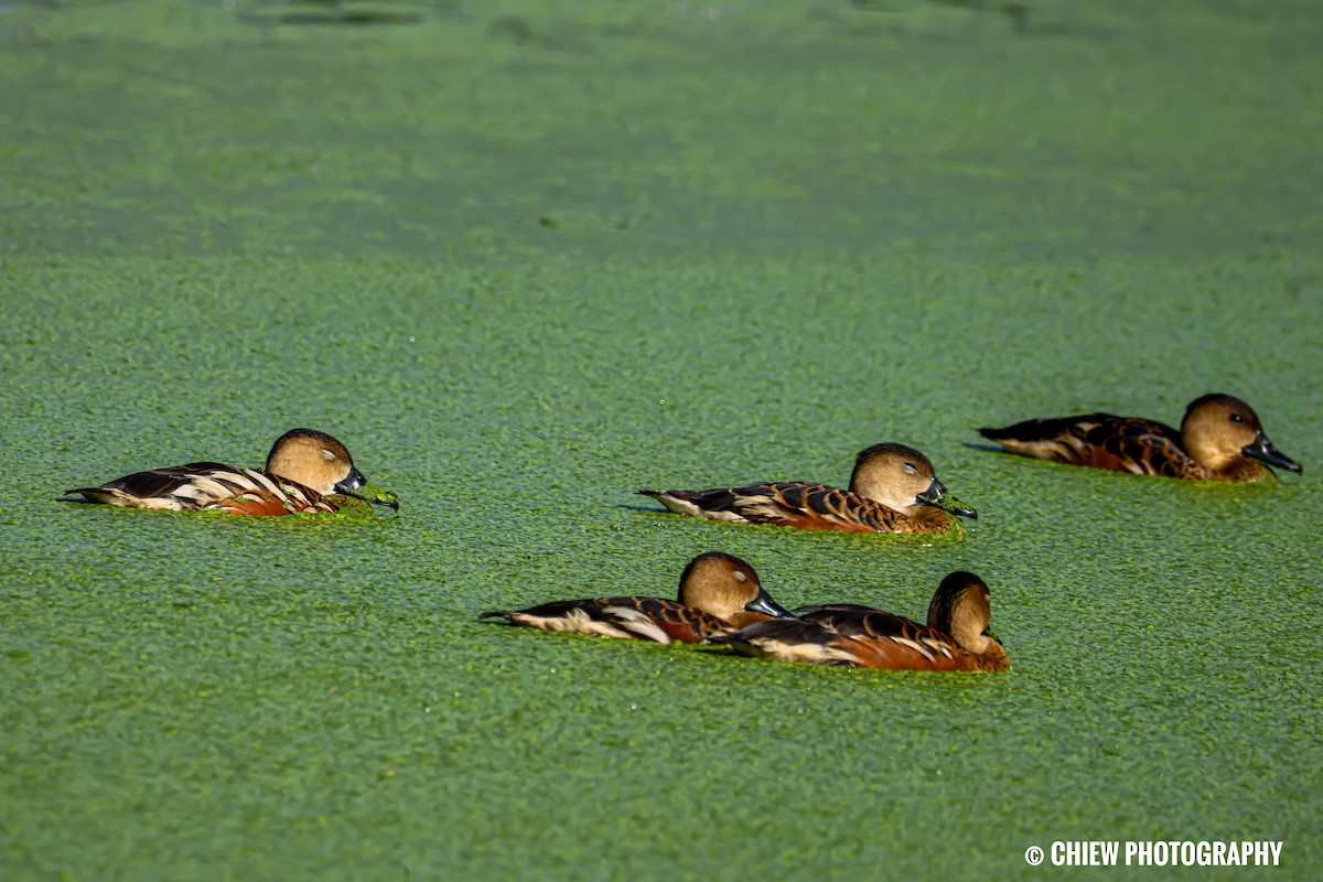 Wandering Whistling-Duck - ML646894475