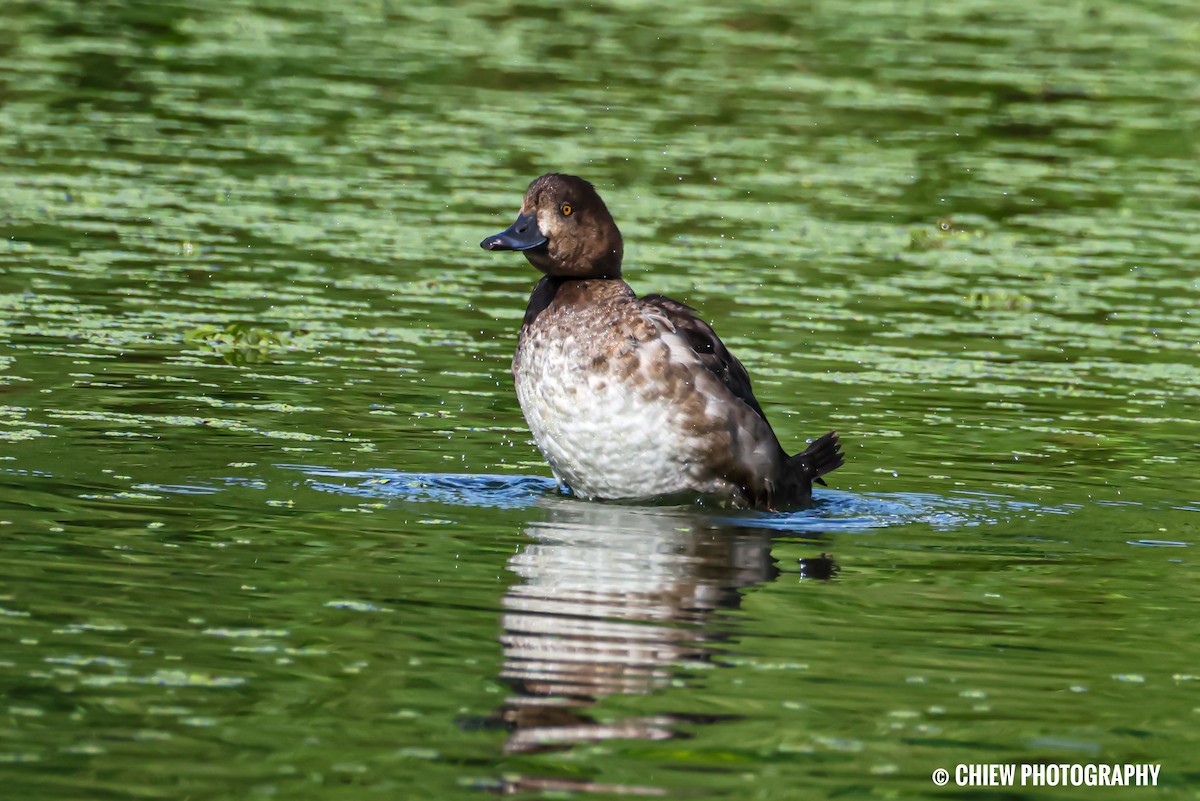 Tufted Duck - ML646894476