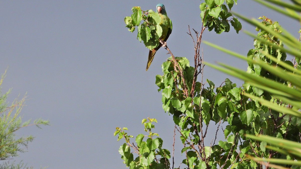 Blue-crowned Parakeet - ML646894477