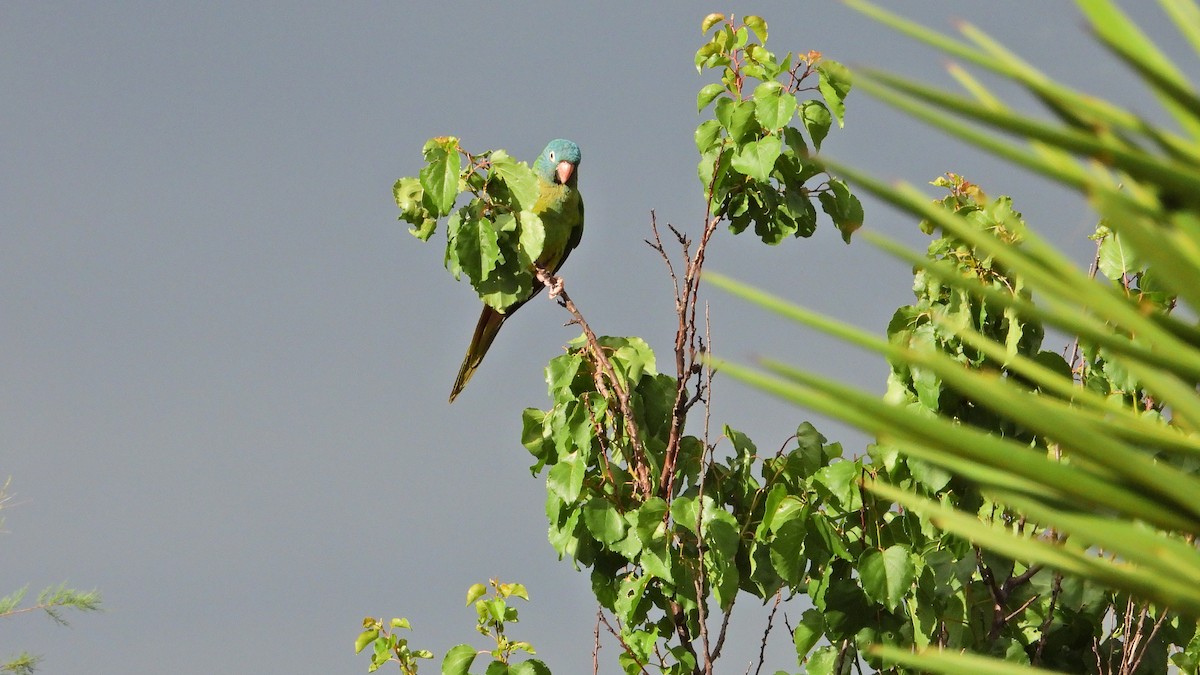 Blue-crowned Parakeet - ML646894478