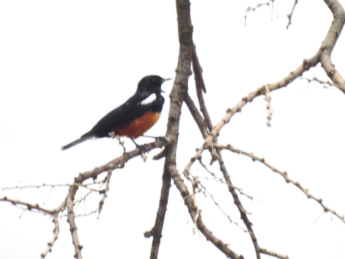 Mocking Cliff-Chat - ML646894480