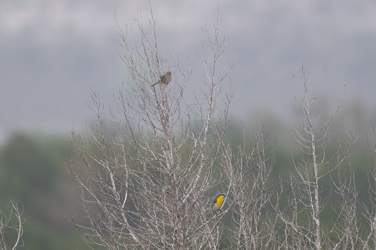 Rufous-crowned Sparrow - ML646894481