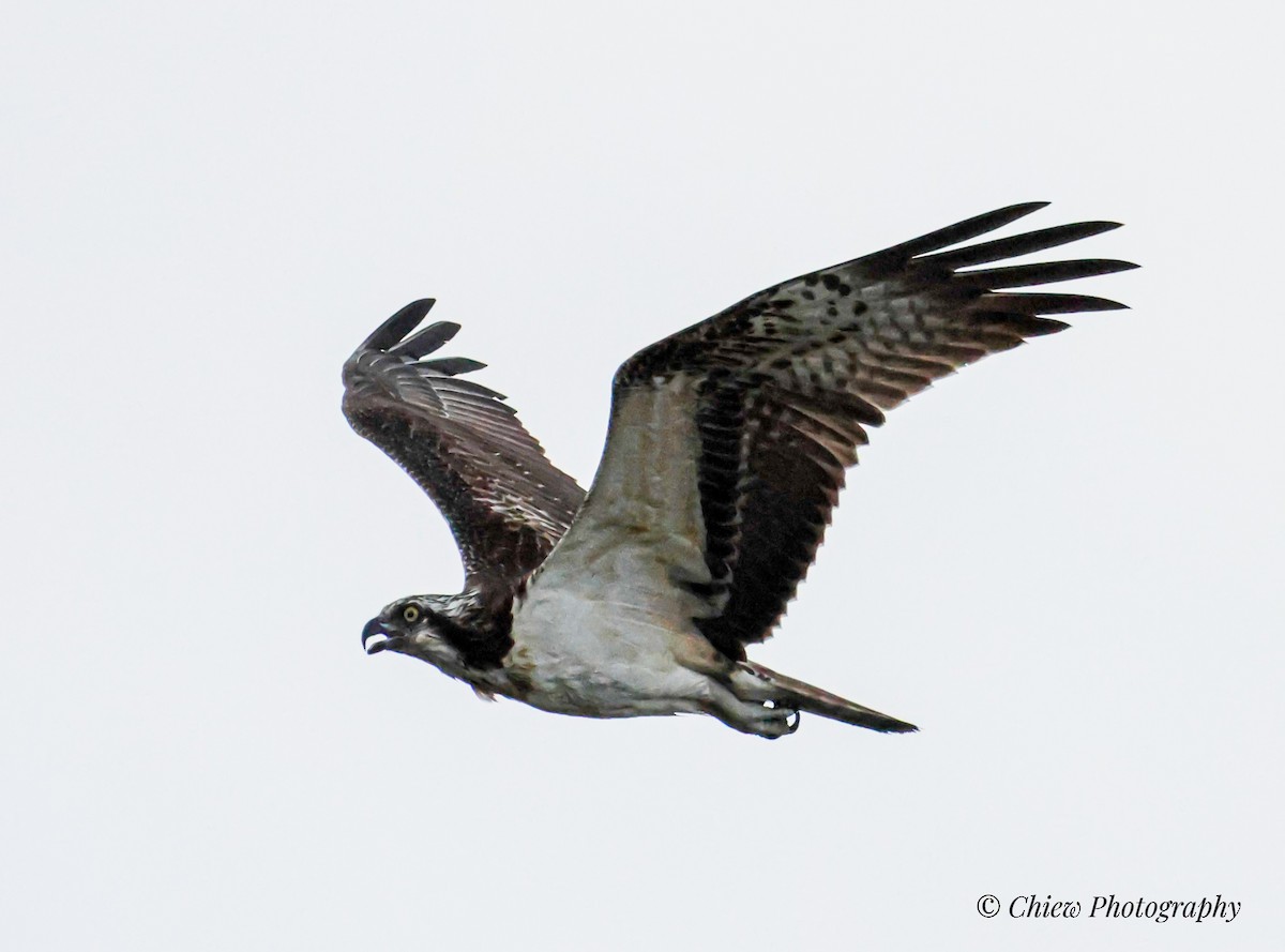 Osprey - ML646894482