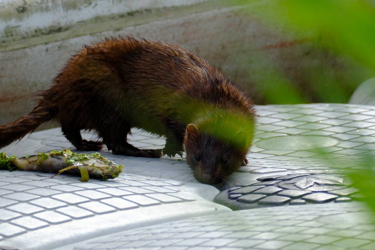 American Mink - ML646894483