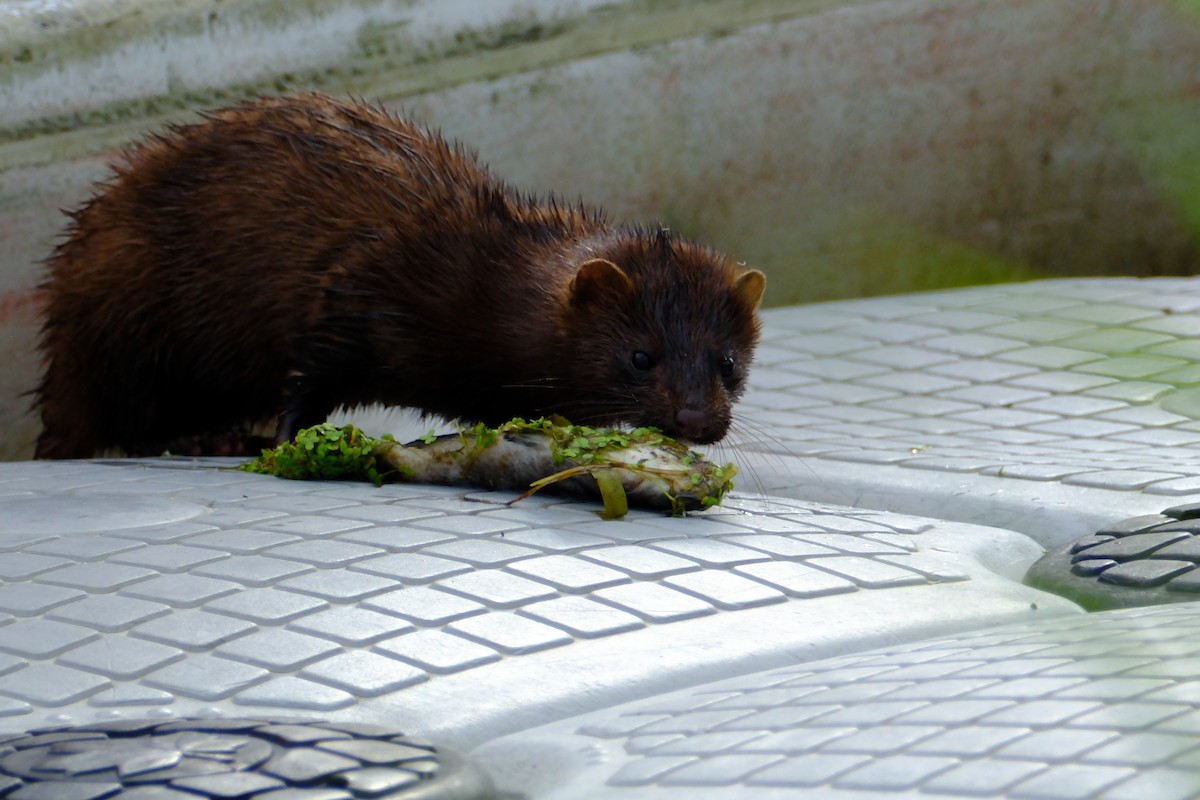 American Mink - ML646894484