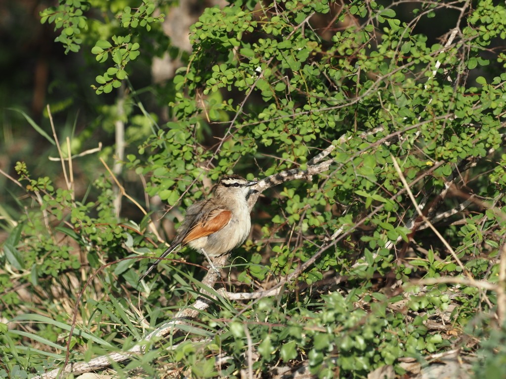 Brown-crowned Tchagra - ML646894485