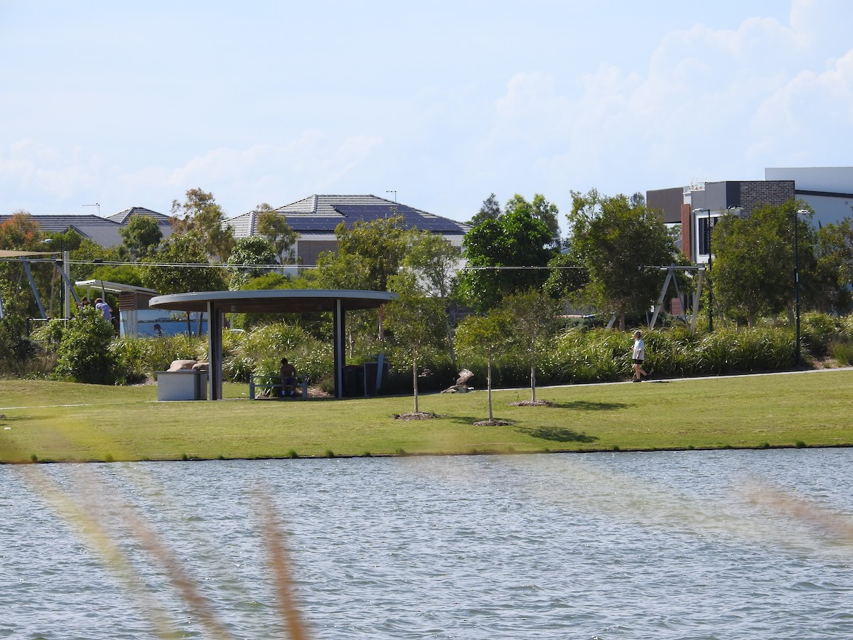Noisy Friarbird - ML646894486