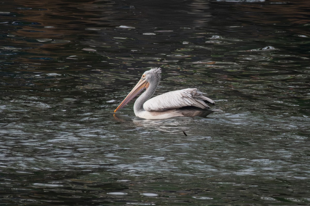 Spot-billed Pelican - ML646894489
