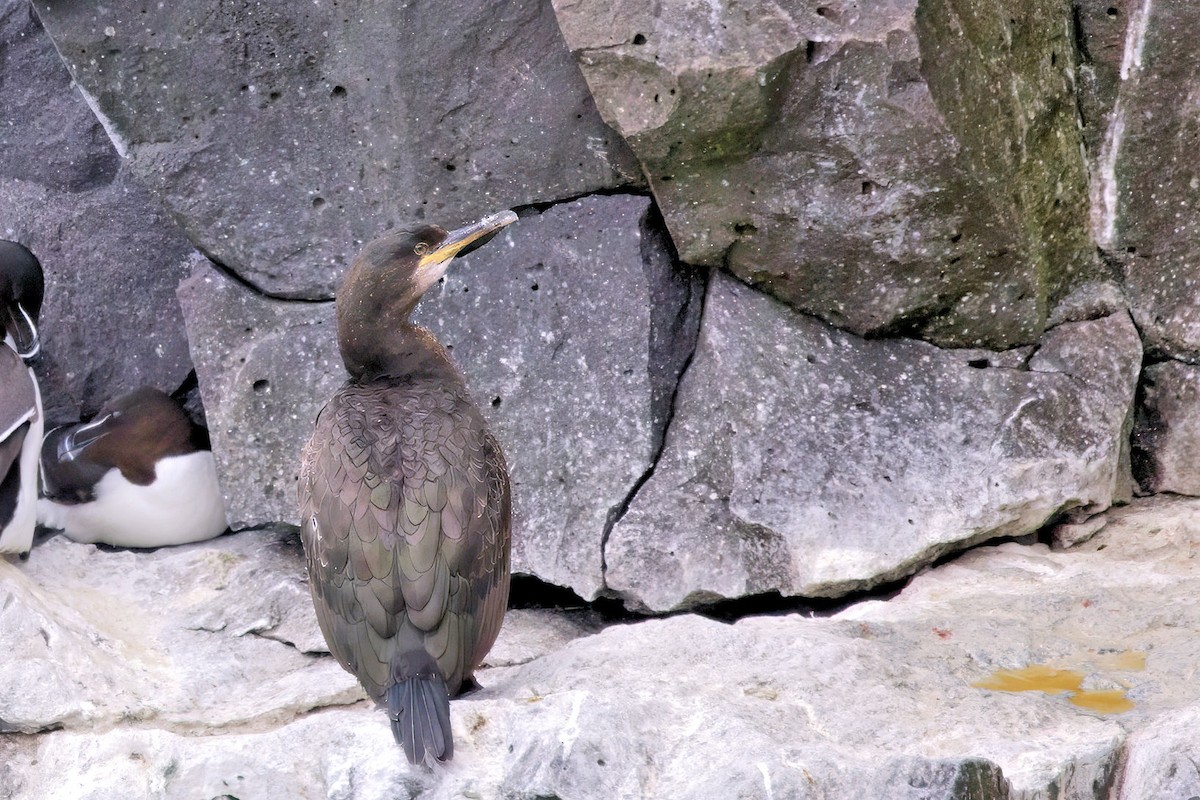 European Shag - ML646894494