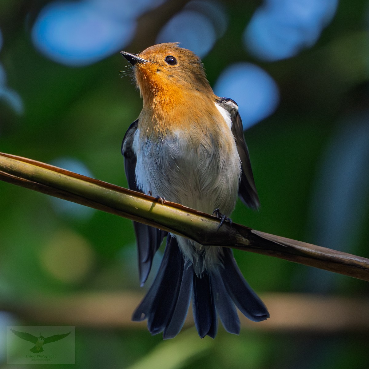 Gray-headed Canary-Flycatcher - ML646894495