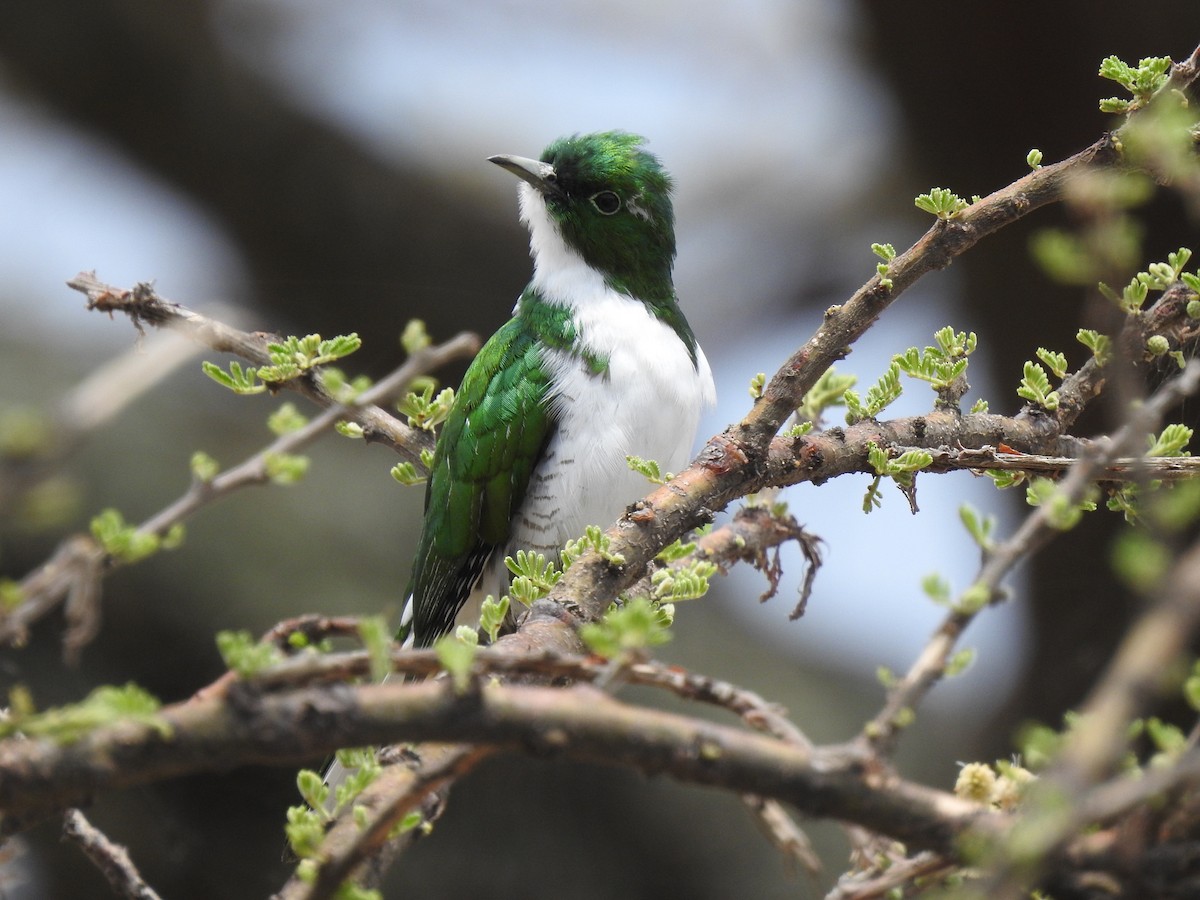Klaas's Cuckoo - ML646894497