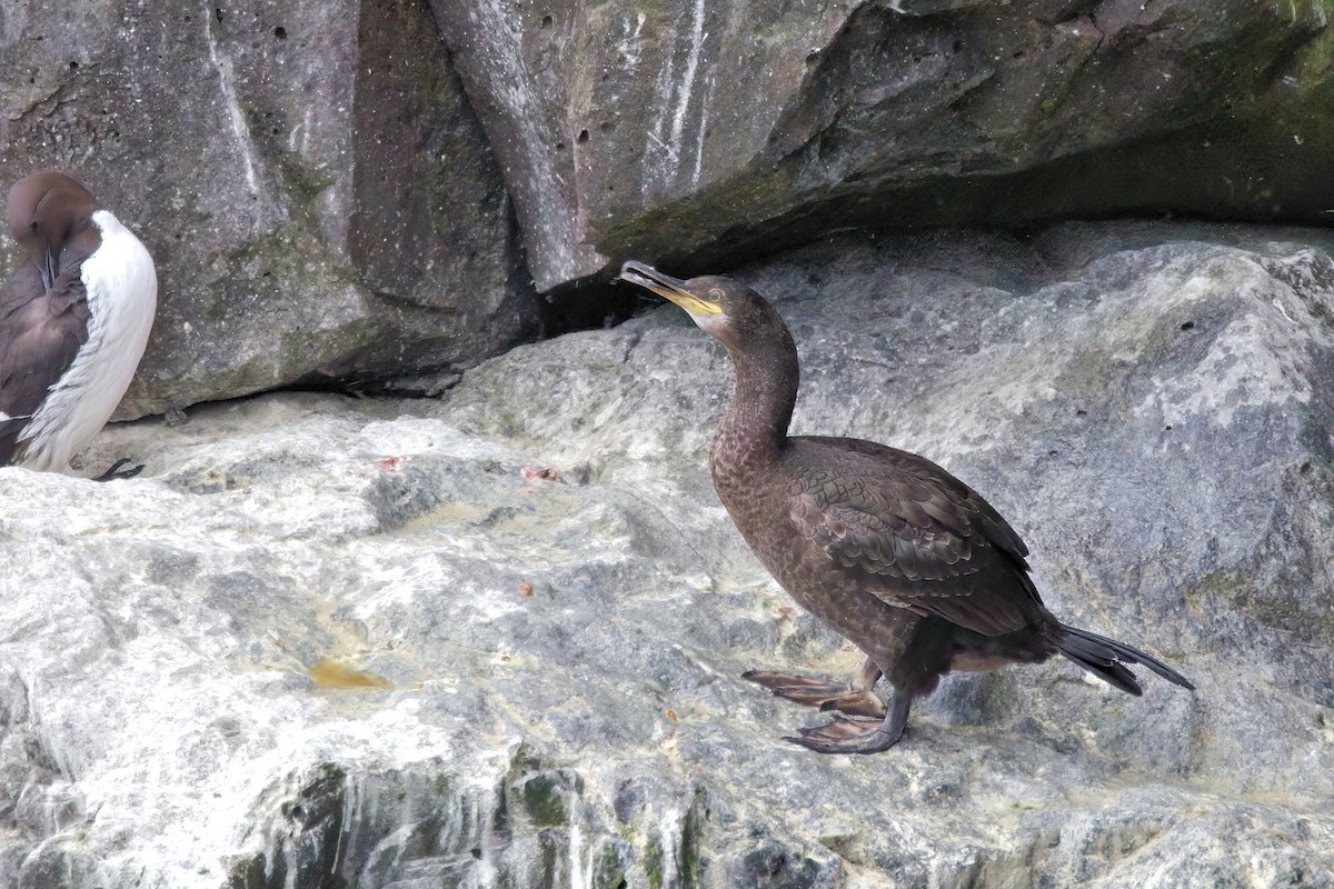 European Shag - ML646894498