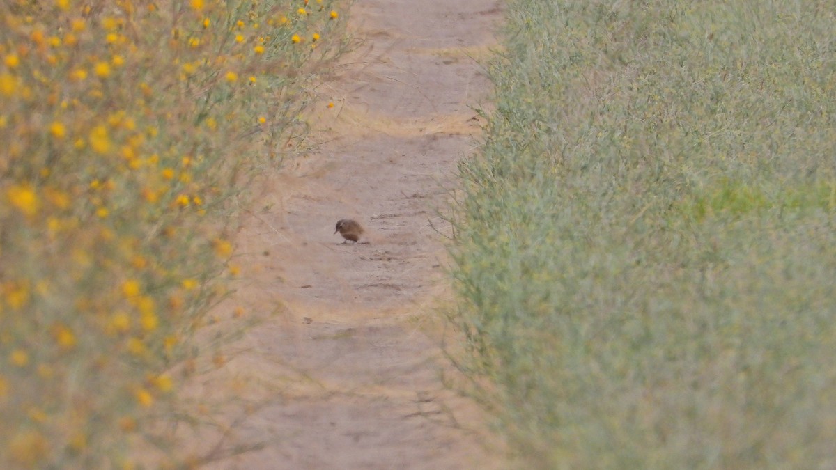 patagoniatunnelfugl - ML646894500