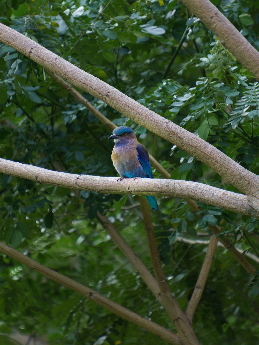 Indochinese Roller - ML646894501