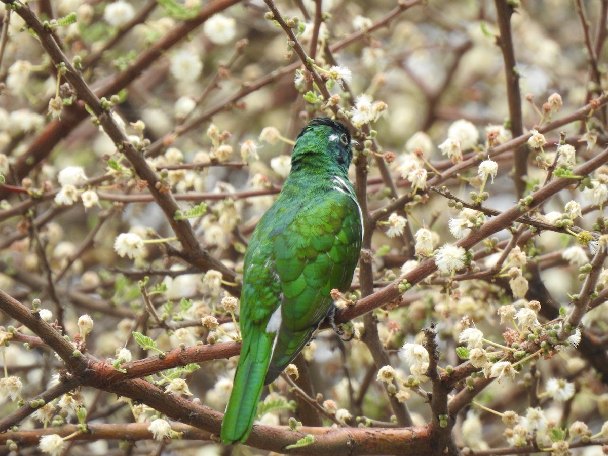 Klaas's Cuckoo - ML646894502