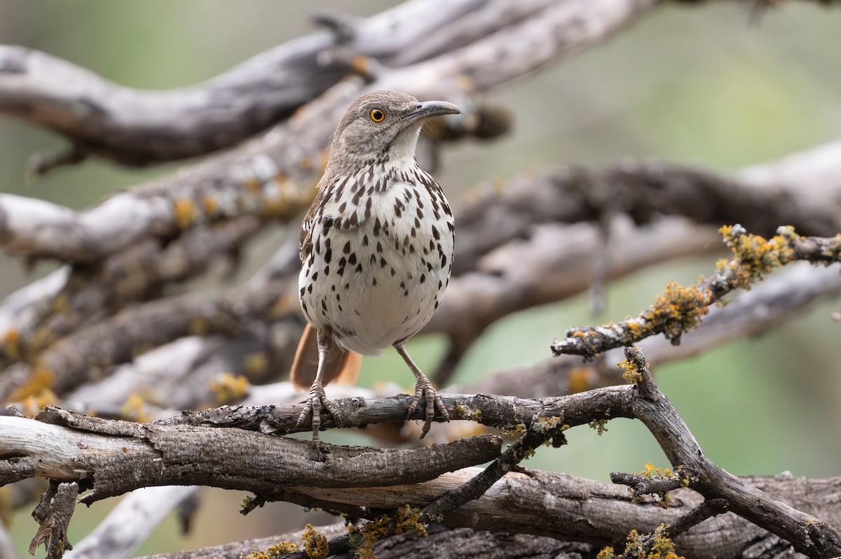 Long-billed Thrasher - ML646894503