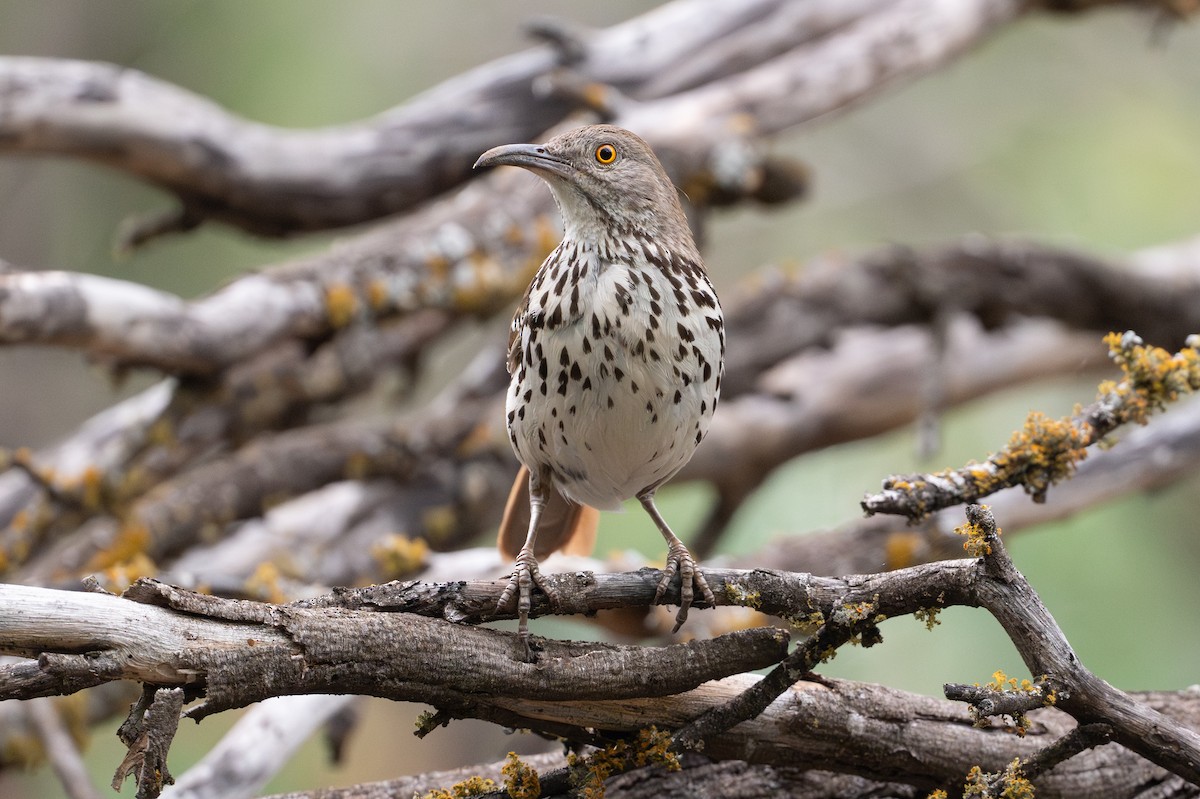 Long-billed Thrasher - ML646894504