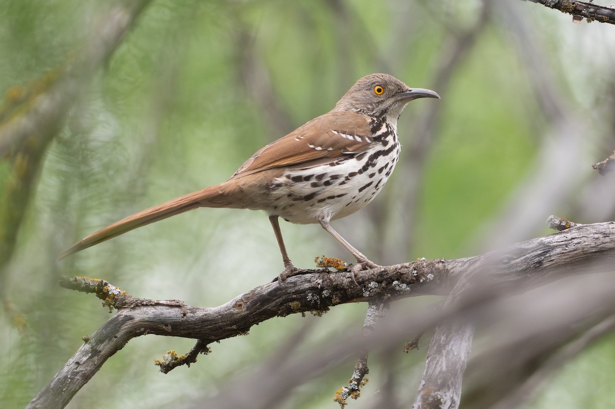 Long-billed Thrasher - ML646894505