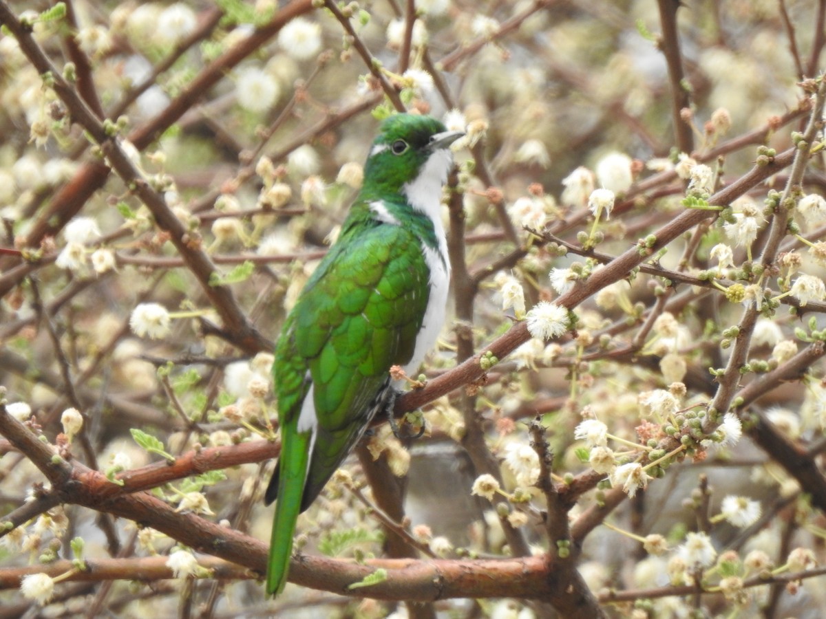 Klaas's Cuckoo - ML646894506