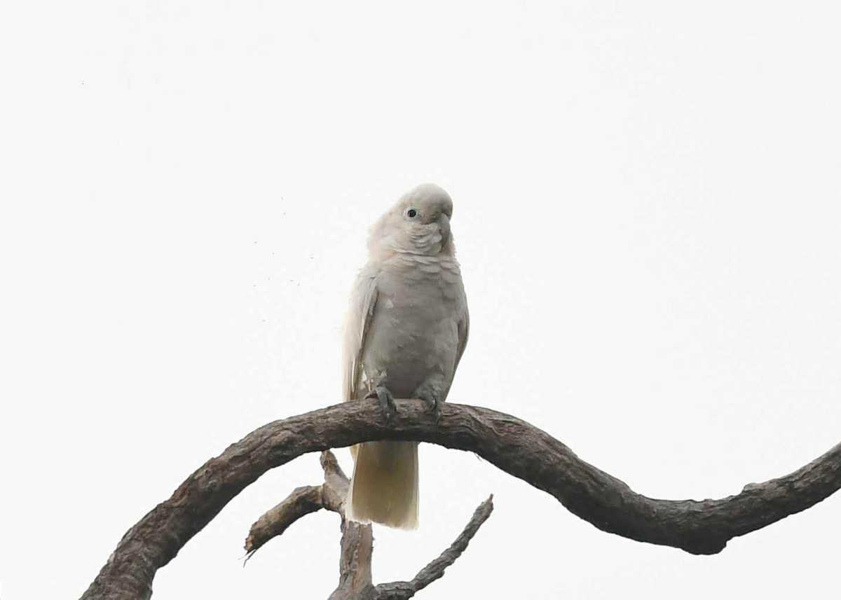Tanimbar Corella - ML646894508