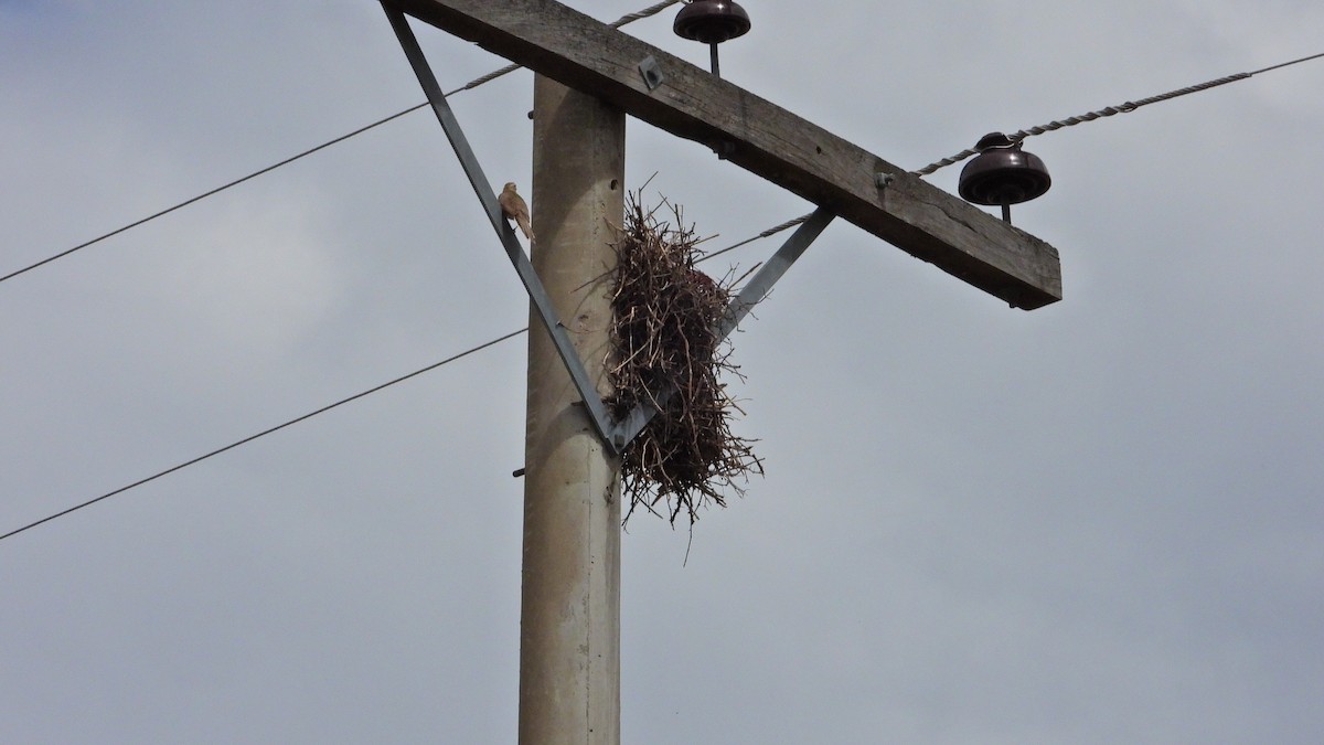 Firewood-gatherer - ML646894510