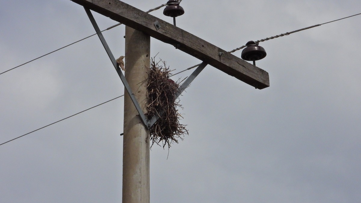 Firewood-gatherer - ML646894511