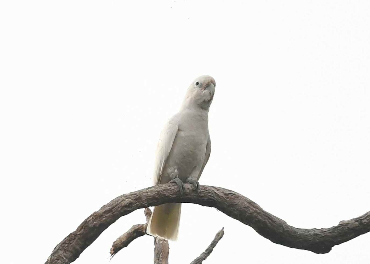 Tanimbar Corella - ML646894512