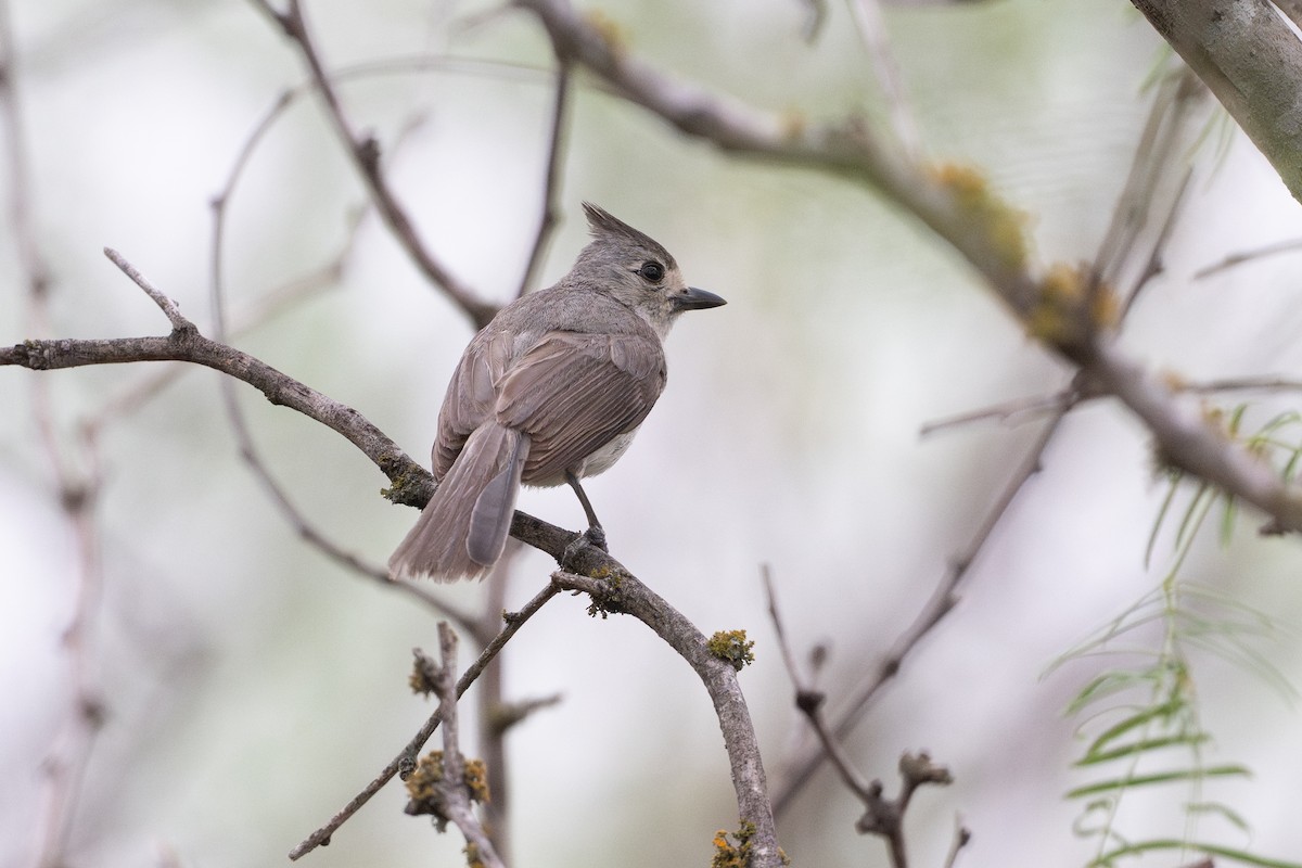 Black-crested Titmouse - ML646894513
