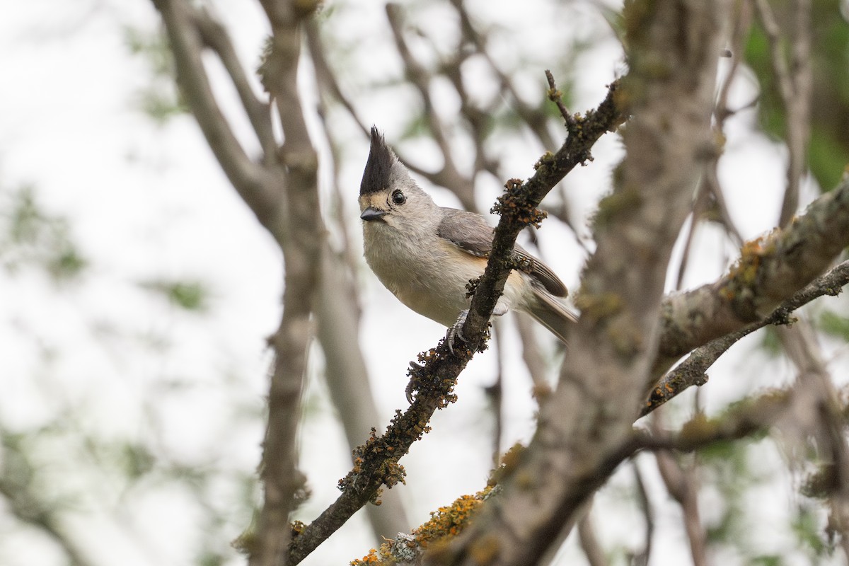 Black-crested Titmouse - ML646894514