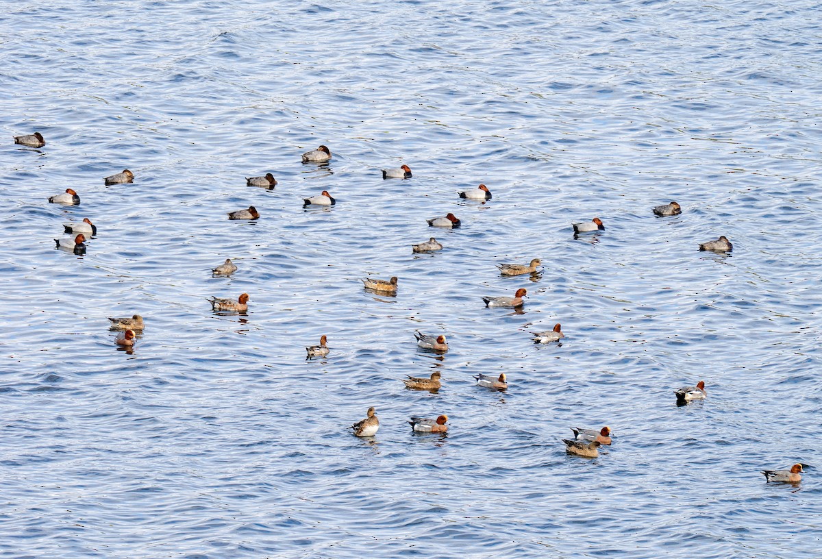 Eurasian Wigeon - ML646894515