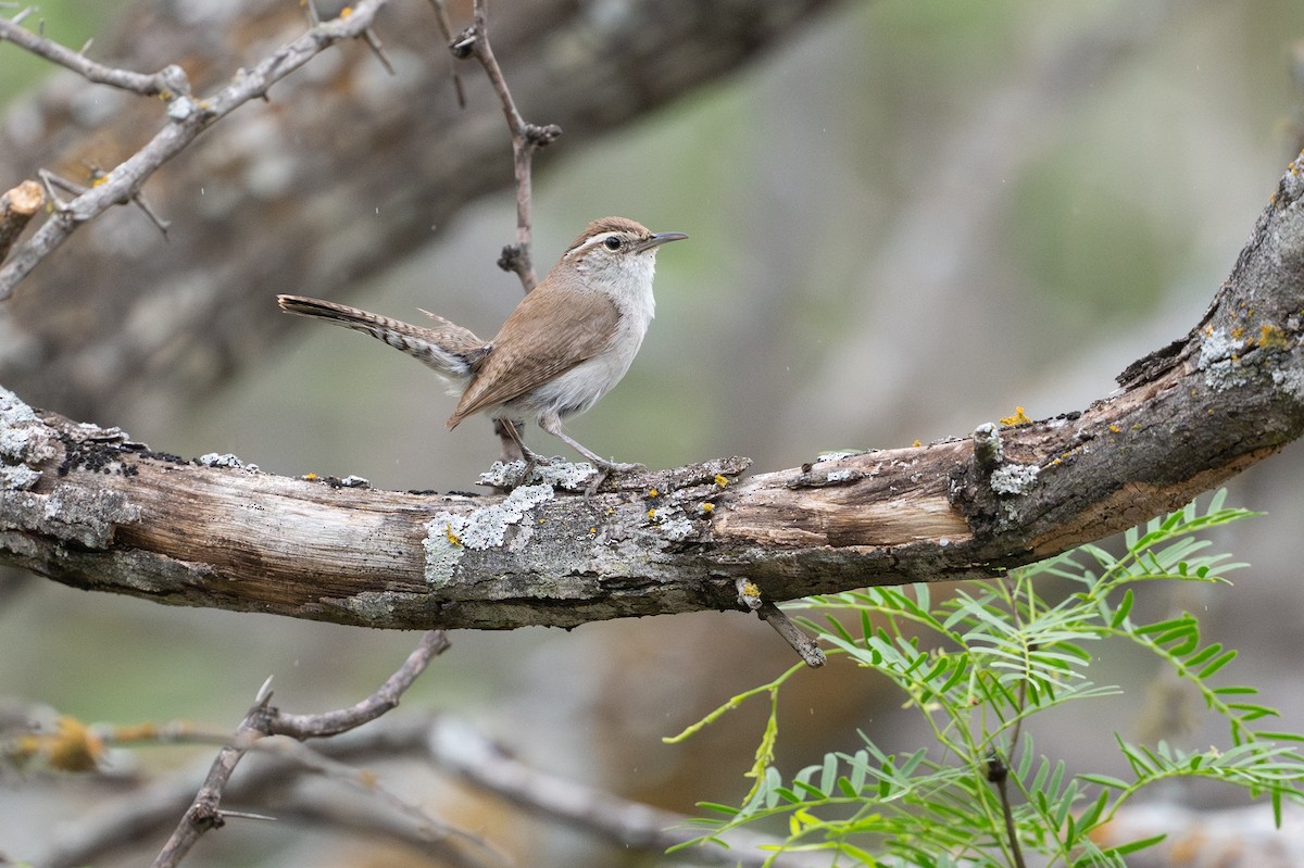 Bewick's Wren - ML646894517