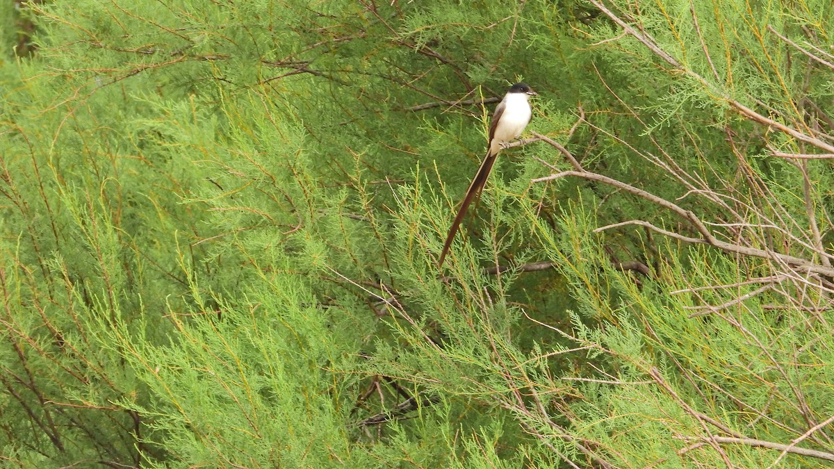 Gabelschwanz-Königstyrann - ML646894518