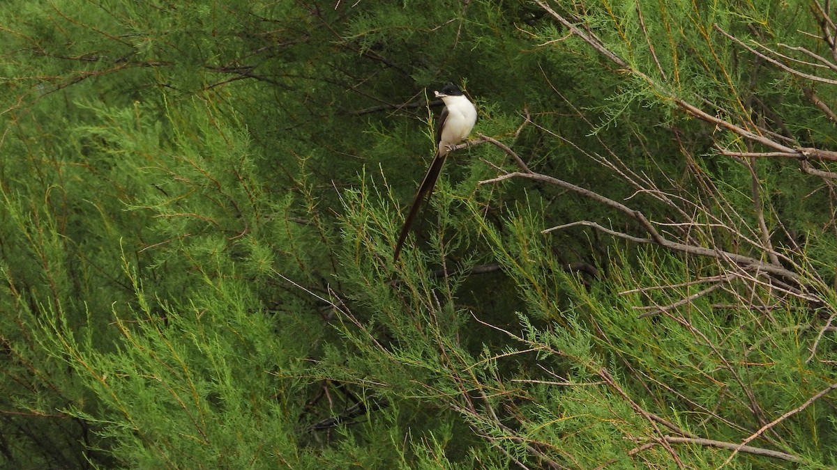 Gabelschwanz-Königstyrann - ML646894519
